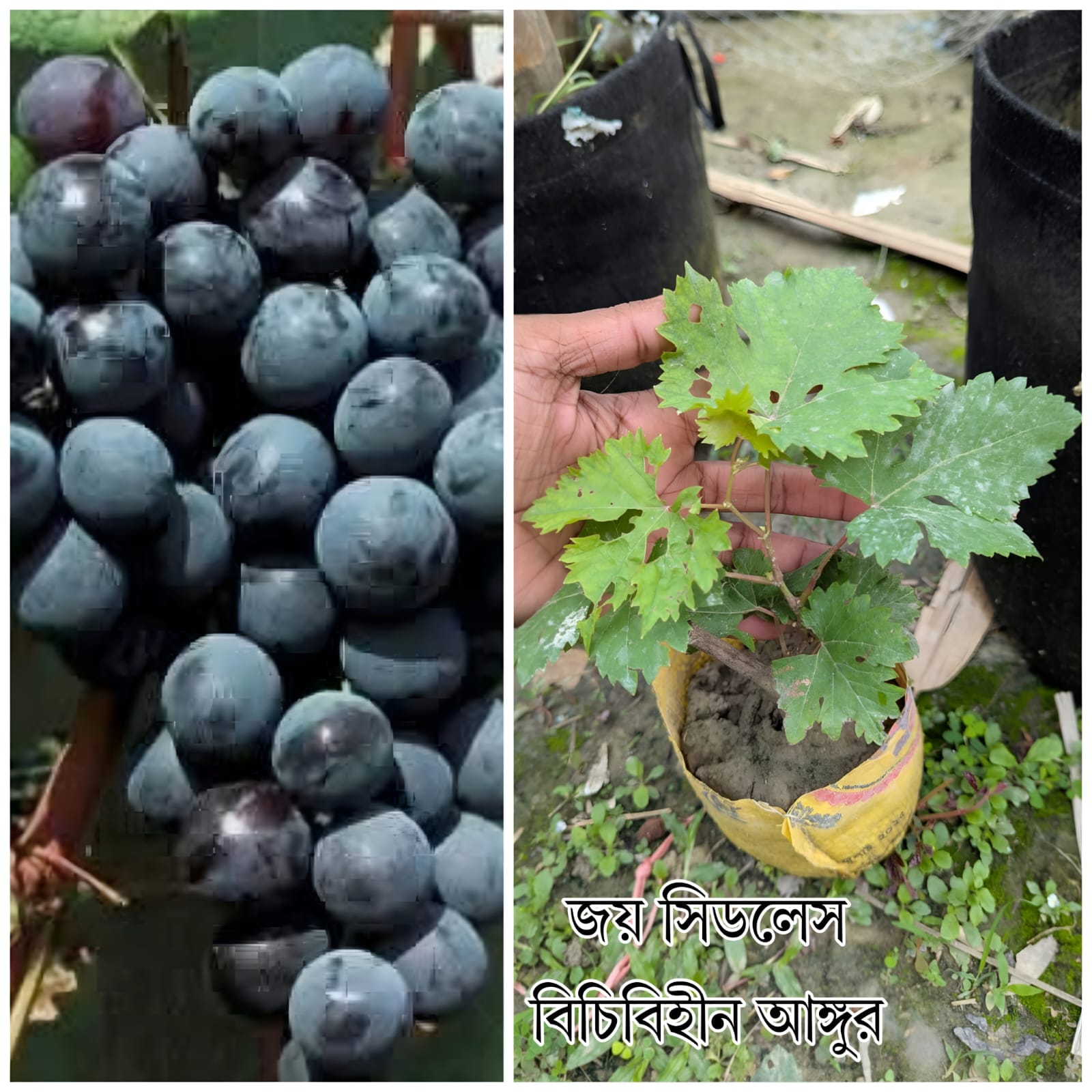 অস্ট্রেলিয়ান কিং