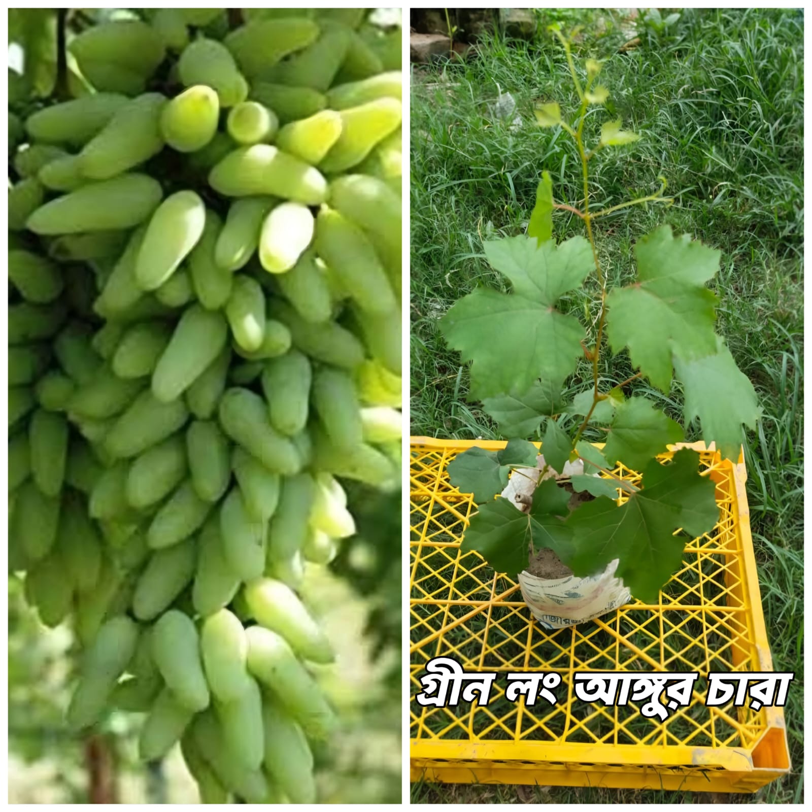 হোয়াইট মালাগা