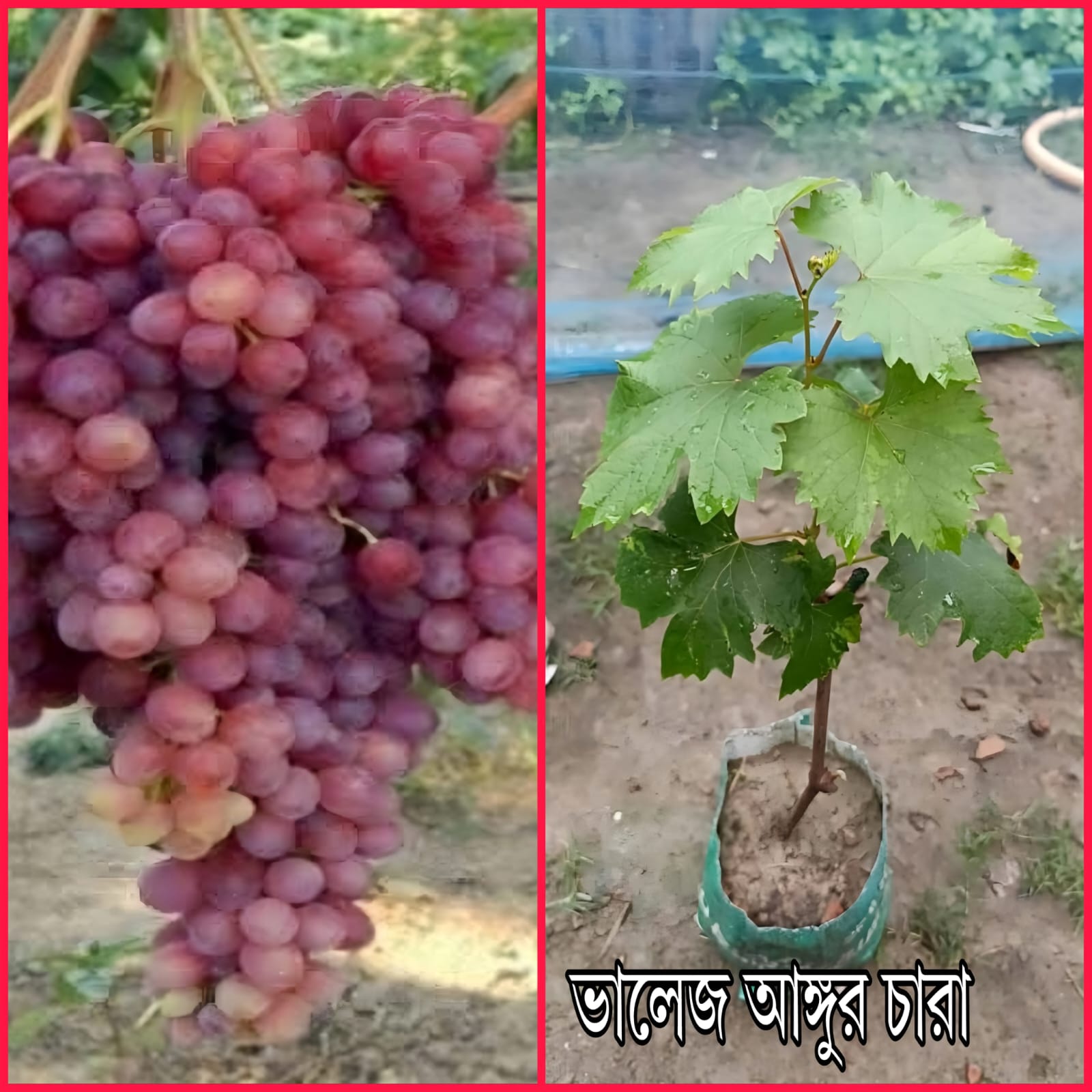 কার্ডিনাল