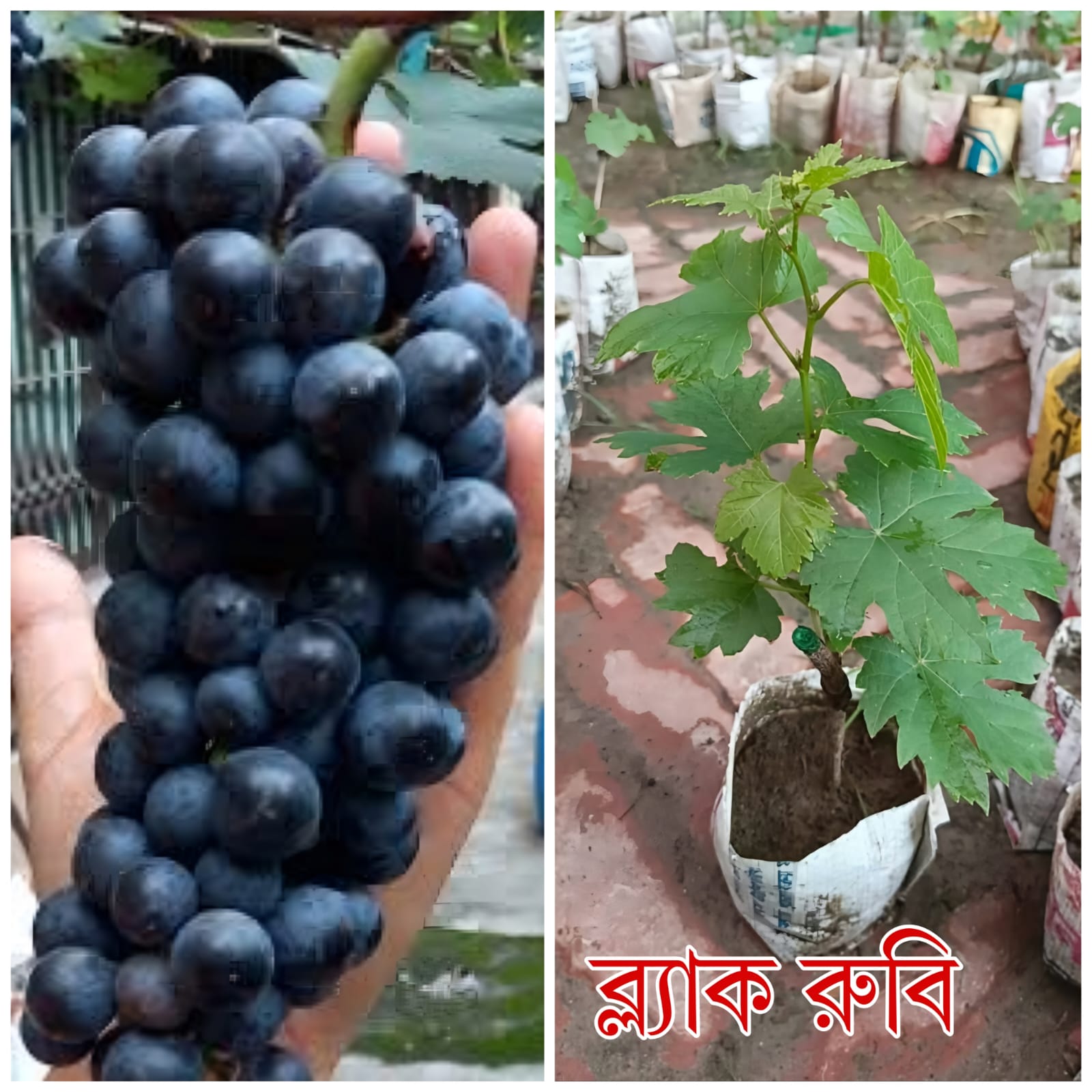 ব্ল্যাক রুবি