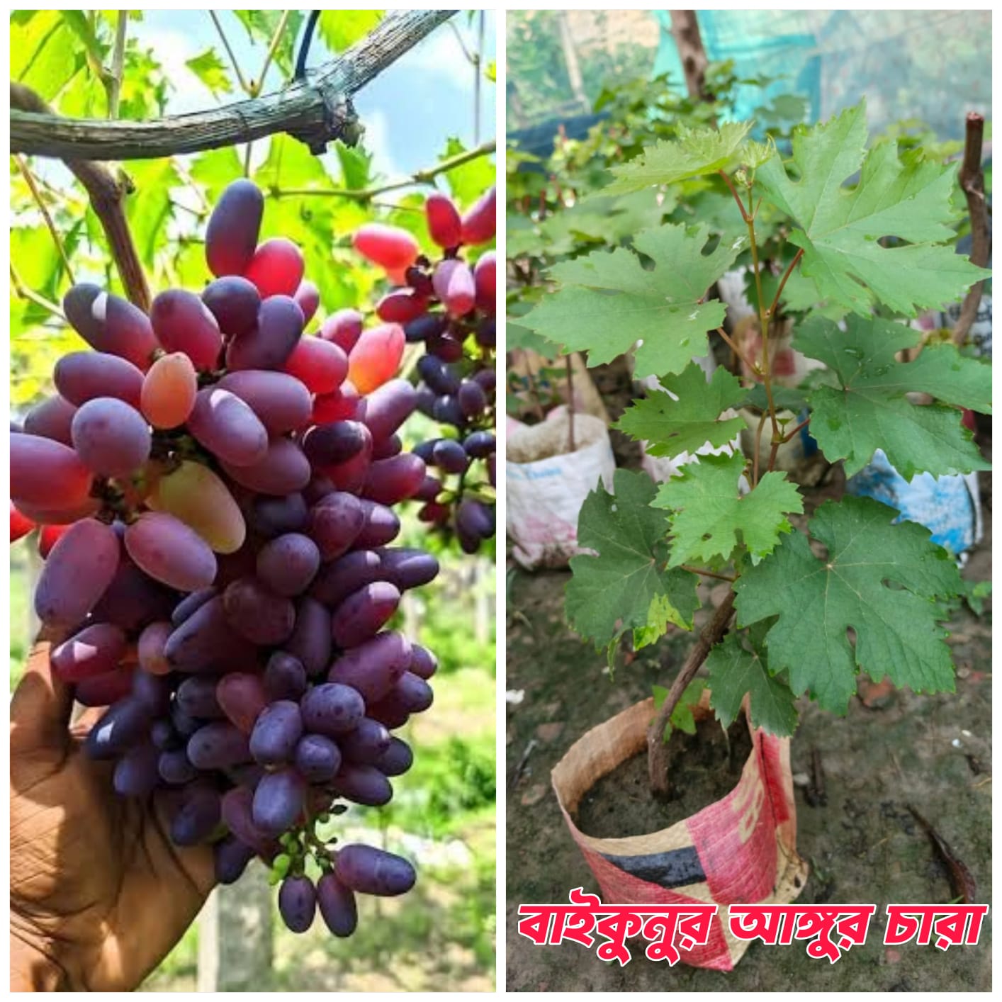 বাইনুর